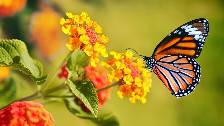 Butterflies taste their food through their legs