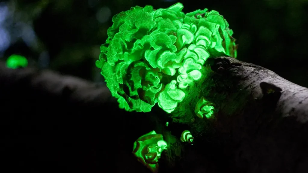 Glowing Wood 1
